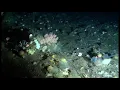 Download Lagu Footage sponge ground during high current in the Arctic deep-sea