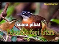 Download Lagu Suara pikat burung pelanduk topi hitam||ampuh