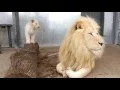 Download Lagu Toronto Zoo's Lion Cubs with Dad Fintan