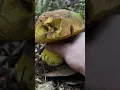 Download Lagu Super Satisfying Mushroom ASMR: Tapping and Crunchy Harvesting