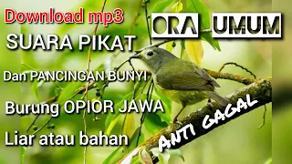 Download download suara pikat dan pancingan bunyi burung opior jawa ORA UMUM MP3