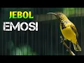 Download Lagu Jebol emosi, sogon gacor ngleper cocok untuk menjebol emosi sogon lain