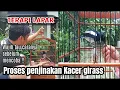 Download Lagu PROSES TERAPI LAPAR KACER GIRAS !! Cara menjinakan burung kacer