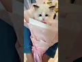 Download Lagu ❣️ 😂😊😍 #shorts #tiktok #cats #shortsvstiktok