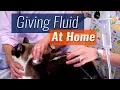 How to Give Subcutaneous Fluids At Home - Demonstration Checklist