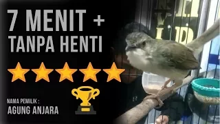 ciblek gunung bren panjang 7 menit