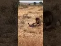 Download Lagu Leopard was attacked by a big muscular Lion | Animals King #lion #pride #status #leopard #tiger