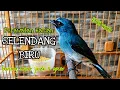 Lagu PERAWATAN HARIAN SELENDANG BIRU AGAR CEPAT GACOR | SIKATAN NINON GACOR | SELENDANG BIRU GACOR
