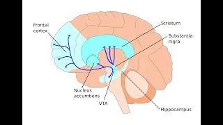 SCHIZOPHRENIA DOPAMINE HYPOTHESIS