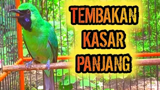 Download Cucak Ijo Tembakan Kasar Dan Panjang MP3