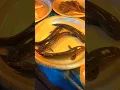 Download Lagu Amazing Wow! Shol Fish in a local Market 😱😱|| #shorts​  #fish​ #fishcutting_skills​ #fishcutting_ MP3