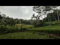 Lagu Vlog suasana sawah 