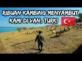 Download Lagu Bermesra dengan kambing biri-biri di Van, Turki