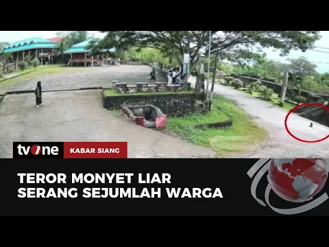 Empat Bocah jadi Korban Serangan Monyet Liar