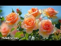 Lagu Самая красивая мелодия в мире🌺Золотая осень🌺 Почему все слушают эту песню о любви 🌿Сергей Грищук