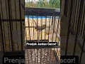 Download Lagu Burung Prenjak Tamu Jantan Gacor di Jemur #kicaumania #burung #birds #kicaumanianusantara #prenjak