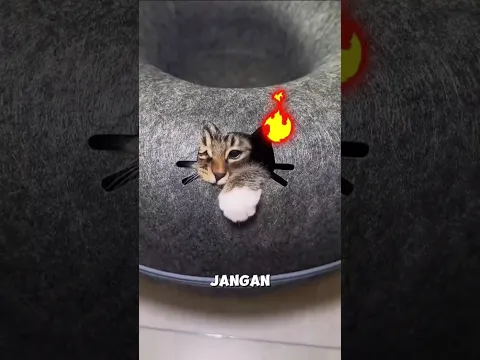 Jangan mengetuk pintuku seperti itu! 😳 #shortvideo