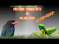Download Lagu Masteran Tengkek Buto vs Walang Kecek Speed Rapat Suara Jernih