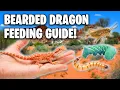 What Do Bearded Dragons Eat Ultimate Bearded Dragon Feeding Guide