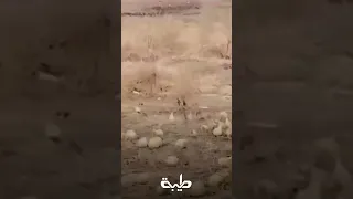 فيديو يظهر اشتداد المعارك بين الجيش في الفرقة 22 بابنوسة ومليشيا الدعم السريع 