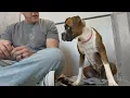 Boxer Left in Backyard Years Gave Up HOPE until she heard this