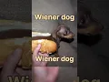 Download Lagu Wiener Dog, Wiener Dog How Did You Get So Long? #shorts #trending #viral #dog #wienerdog #song