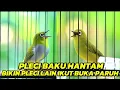 Download Lagu PANCINGAN PLECI MALAS BUNYI🔥BIKIN SEMUA JENIS PLECI LANGSUNG GACOR \u0026 BUKA PARUH