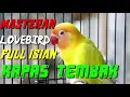 Lagu Masteran burung lovebird full isian kapas tembak