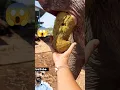 Download Lagu Elephant video 🖕