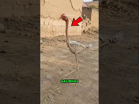 AS 4 GALINHAS MAIS RARAS DO PLANETA!