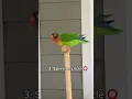 Download Lagu My Lovebird is so SMART 🤓 | Tricks My Lovebird Knows