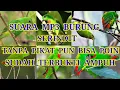 Download Lagu Kalu gak punya pikat serindit,pakai mp3 ini di jamin ampuh