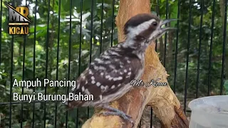 suara pelatuk beras seperti dialam liar