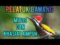 Download Lagu Mitos dan Khasiat Burung Pelatuk Bawang .