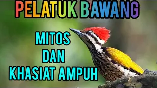 mitos dan khasiat burung pelatuk bawang 