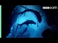 Download Lagu ONE HOUR Of Amazing Ocean Moments | BBC Earth