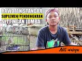 Download Lagu RAWATAN HARIAN DAN LOMBA BURUNG TRUCUKAN