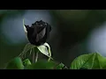Download Lagu Wayang - Tak Selamanya (Karaoke Tanpa Vokal)