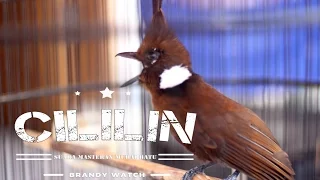 gopro tembakan cililin rapat ngotot durasi panjang cocok masteran murai batu