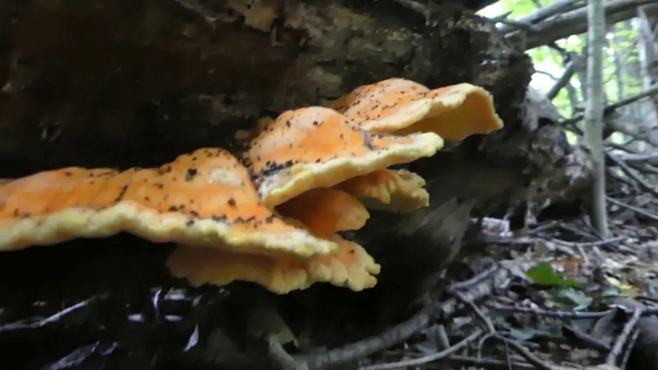 Chicken-of-the-Woods Identification