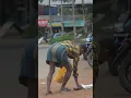 Download Lagu Fake Alcohol Snake Prank 😂 | Funny Video | Comedy Videos