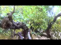 Destination California Underground Gardens in Fresno