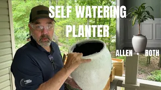 One Sedum Plant Into Many with This Method