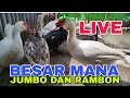 Download Lagu PERBEDAAN ENTOK JUMBO DAN RAMBON#ENTOKRAMBON#ENTOKJUMBO#ENTOKHIAS