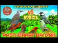 Lagu Pikat AMPUH TRUCUKAN vs BURCIL