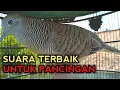 Lagu PERKUTUT BANGKOK GACOR SUARA ISTIMEWA UNTUK PANCINGAN DIJAMIN AMPUH!