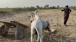 Donkey Meeting With Big Mohra Donkeys New York Roster 2022 