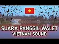 SUARA PANGGIL WALET - VIETNAM SOUND