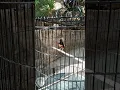 Download Lagu kondisi sinar jaya masa pemulihan, selanjutnya gasss papan atas😍😍