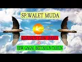 Download Lagu Suara panggil walet kalimantan